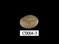 藏品(高雄球蝸牛)的圖片